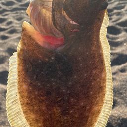 ヒラメ