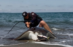 エイの釣果