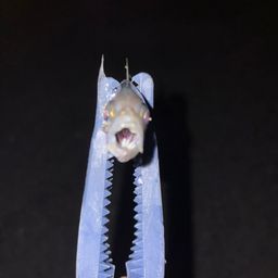 アジ