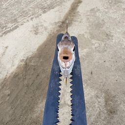 ヒイラギ
