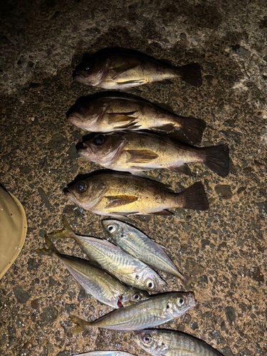 クロメバルの釣果