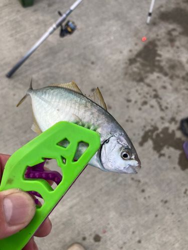 シマアジの釣果