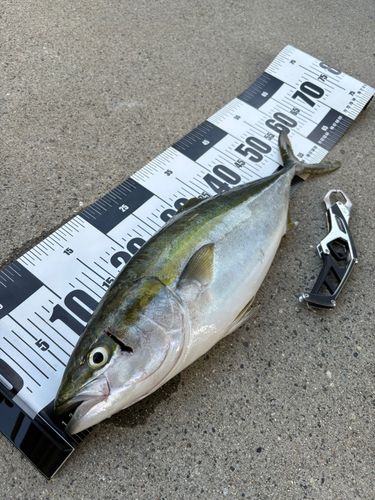 イナダの釣果