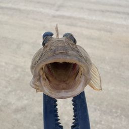 ハゼ