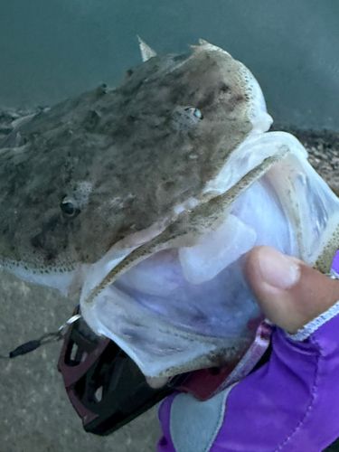 ミナミマゴチの釣果
