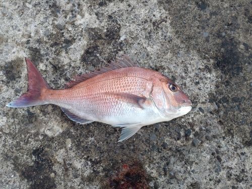 釣果