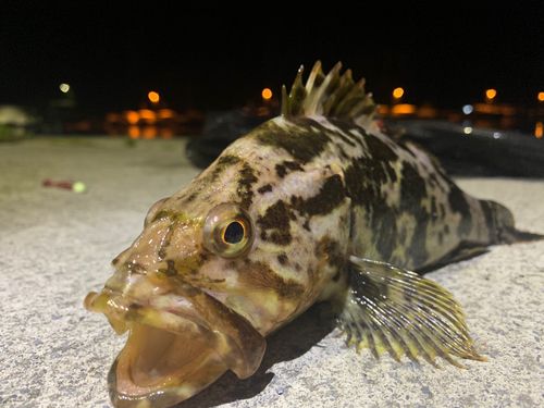 ベッコウゾイの釣果