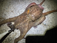 マダコの釣果