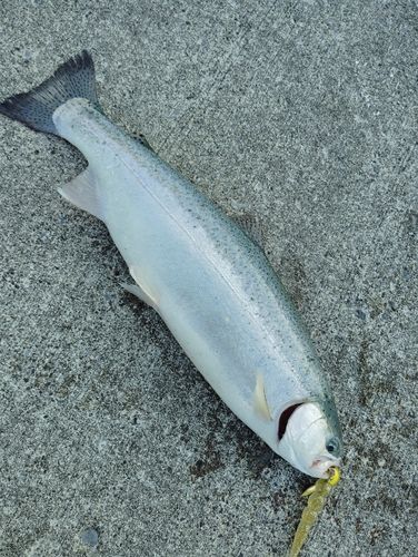 スチールヘッド