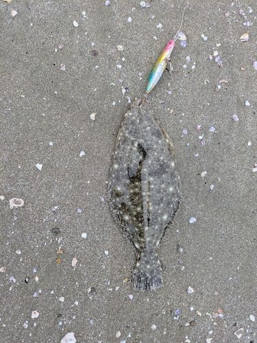 ソゲの釣果