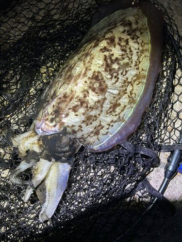 モンゴウイカの釣果