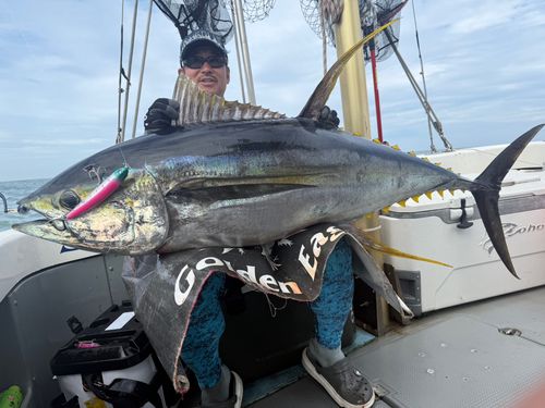 キハダマグロの釣果