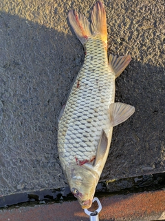 コイの釣果