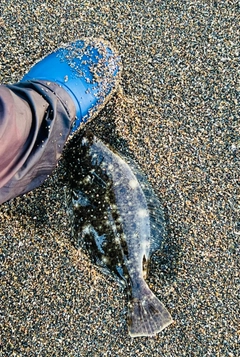 ソゲの釣果