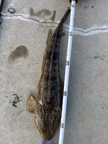 マゴチの釣果