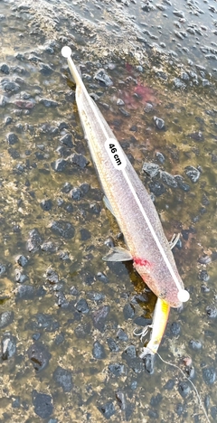 アカエソの釣果