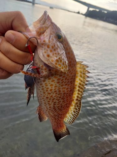 オオモンハタの釣果