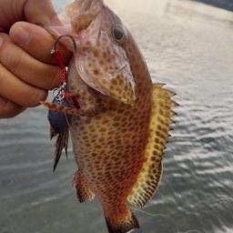 オオモンハタ