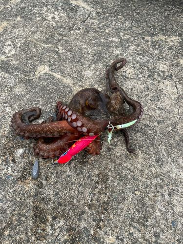タコの釣果