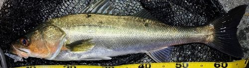 シーバスの釣果