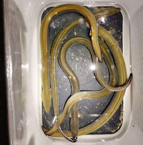 ウナギの釣果