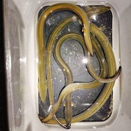 ウナギ