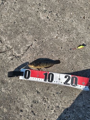 アイナメの釣果