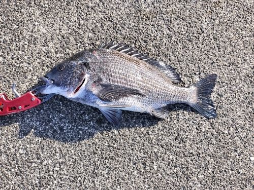 クロダイの釣果