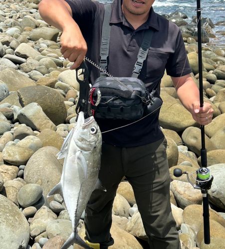 ギンガメアジの釣果