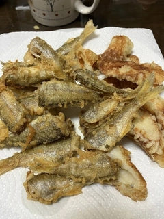 ムツの釣果