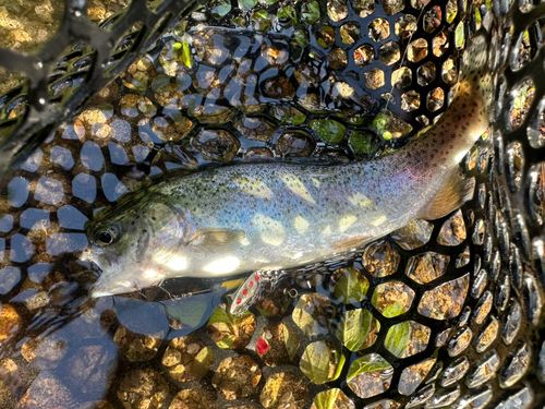 ニジマスの釣果