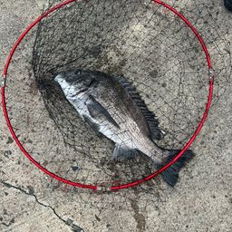 クロダイ