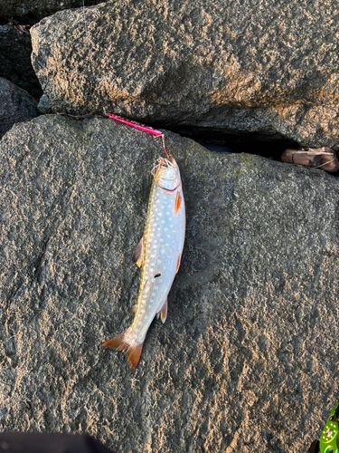 アメマスの釣果