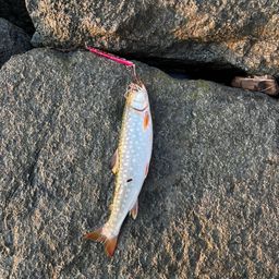 アメマス