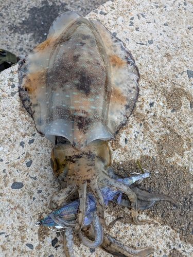 アオリイカの釣果