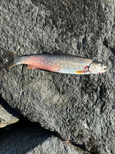 アメマスの釣果