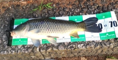 コイの釣果