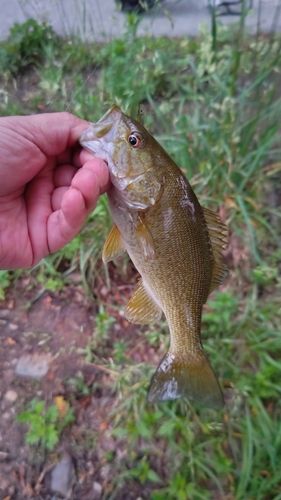 スモールマウスバスの釣果