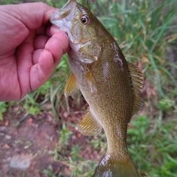 スモールマウスバス