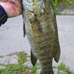 スモールマウスバス