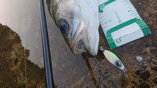 シーバスの釣果