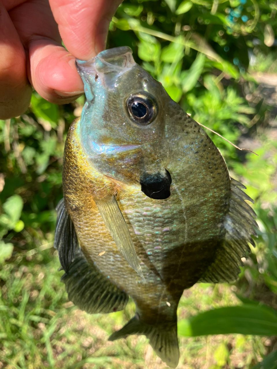 ブルーギル