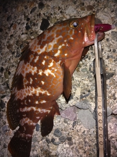 キジハタの釣果