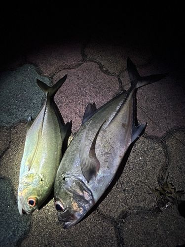ギンガメアジの釣果