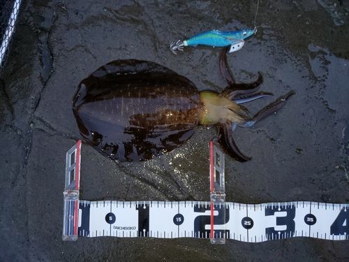 アオリイカの釣果