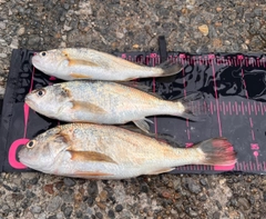 イシモチの釣果