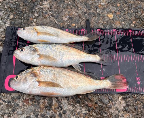 イシモチの釣果