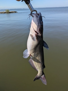 アメリカナマズの釣果