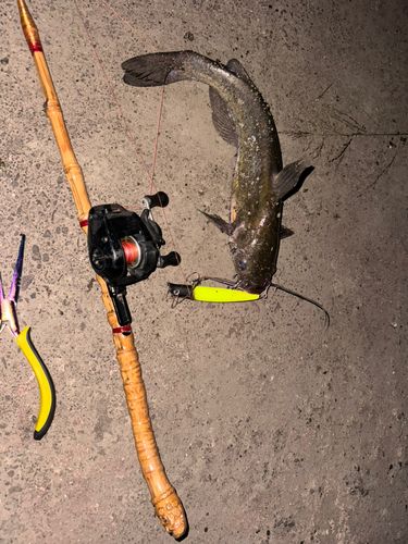 アメリカナマズの釣果