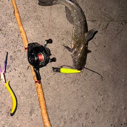 アメリカナマズ